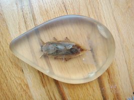 Acrylic Paperweight Gigantic Waterbug, Acrylic in The Shape of a Drop - £40.07 GBP