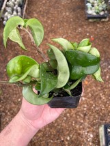 Hoya carnosa compacta Hindu Rope Plant, 2&quot; Potted Starter, Krinkle Kurl, Porcela - $23.16