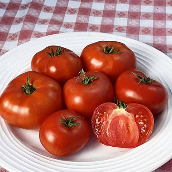 50 Seeds Buckbees New Fifty Day Tomato Juicy Tomatoe Garden Edible - $5.83