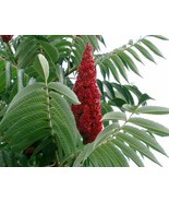 USA Staghorn Sumac Tree Rhus Typhina Yellow Flowers Red Berries 50 Seeds - £8.68 GBP