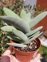 Crassula Falcata Propeller (4&quot; Pot) - £8.58 GBP