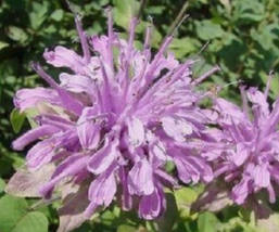 50 Pc Seeds Lilac Monarda Bee Balm Flower Plant, Monarda Seeds for Planting | RK - £11.75 GBP
