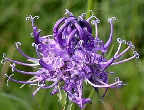 30+  PHYTEUMA SCHEUCHZERI HORNED RAMPION FLOWER SEEDS  / EASY TO GROW PE... - $14.61
