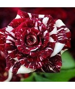 Dark red white rose seeds-20 seeds - code 359 - $110.24 MXN Dark red white rose seeds-20 seeds - code 359 - $110.24 MXN