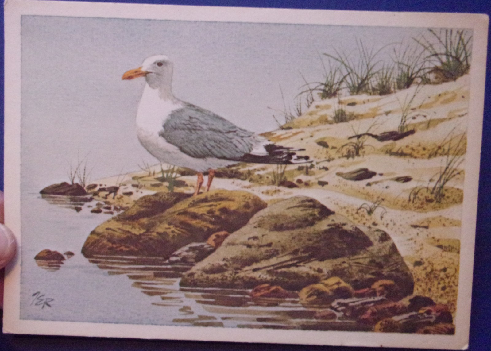 Seagull Postcard Unposted - $2.99