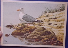 Seagull Postcard Unposted - £2.35 GBP