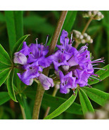 Vitex Agnus-Cactus 100+ seeds Chaste Tree Berry Chasteberry Herb Monks p... - $7.22 CAD+