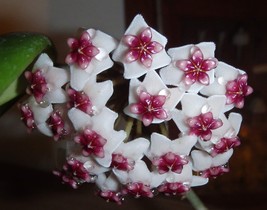 Hoya Obovata starter plant, well rooted, sent with the container, Wax pl... - $26.00