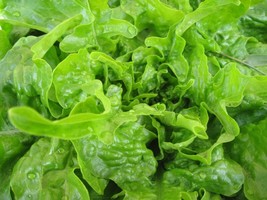 TeL Oakleaf Lettuce Seeds 600+ Leaf Vegetable NON-GMO  - £2.38 GBP