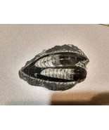 Genuine Black White Polished Orthoceras Fossil Feather Double Two Slab 1... - $1,253.69 MXN