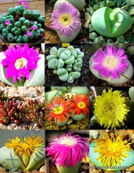 Argyroderma Mix Succulent Cactus Mixed Living Stones Rocks 20 Seeds Fresh Garden - £14.13 GBP