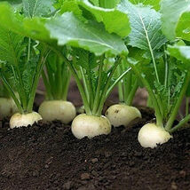 White Egg Turnip Seeds, NON-GMO, Heirloom, Variety Size Packets, FREE SH... - $1.97+