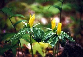 Yellow Trillium 20 bulbs (T. luteum) wildflower image 6