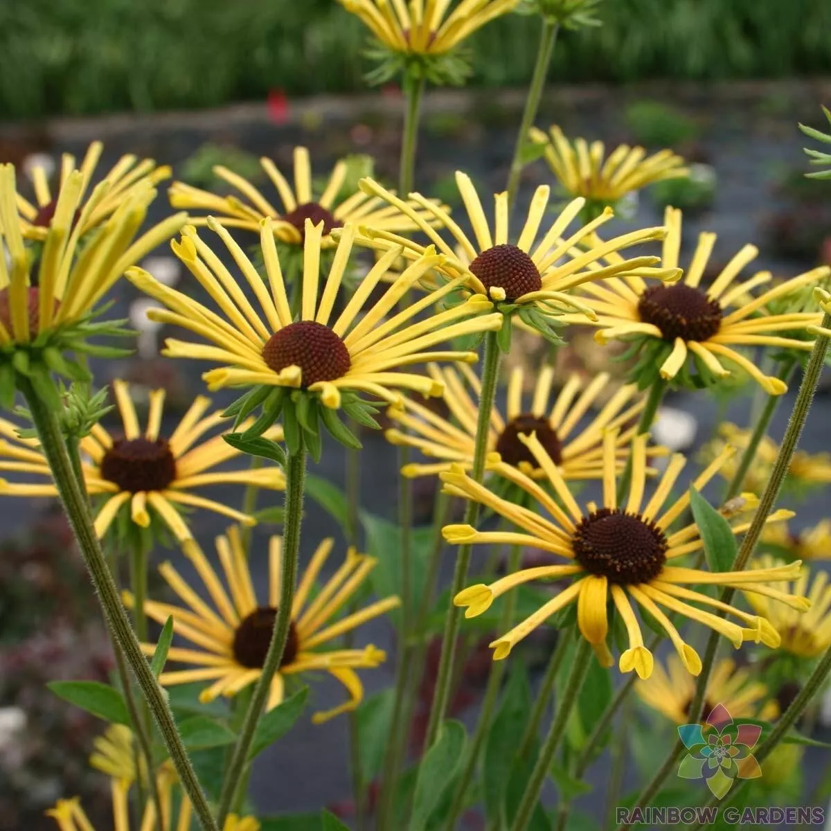 200 Henry Eilers Rudbeckia Seeds Planting Fresh Seeds - $12.48