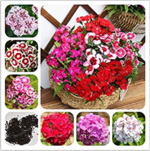 100 PcsBag Multicolored Carnation Potted Flowers Balcony Plant Four Seas... - $8.98