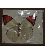 VINTAGE BUTTERFLY SPECIMENS BUTTERFLIES HEBOMAIA GLAUCIPPE PIERIDAE B2 - $8.00