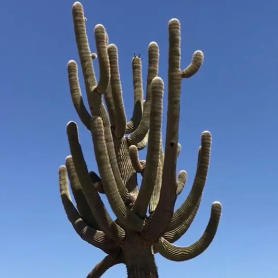 Saguaro cactus Carnegiea Gigantea 25 Seeds - £7.46 GBP
