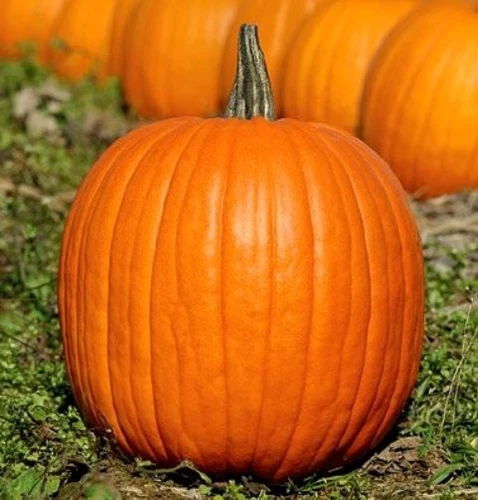 THJAR Pumpkin Seeds, Jack O Lantern, Heirloom Pumpkin Seeds, Non-Gmo See... - €3,12 EUR