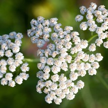 White Yarrow Seeds - Common Yarrow, 50 Pack, Organic Garden Flower, Perf... - £5.86 GBP