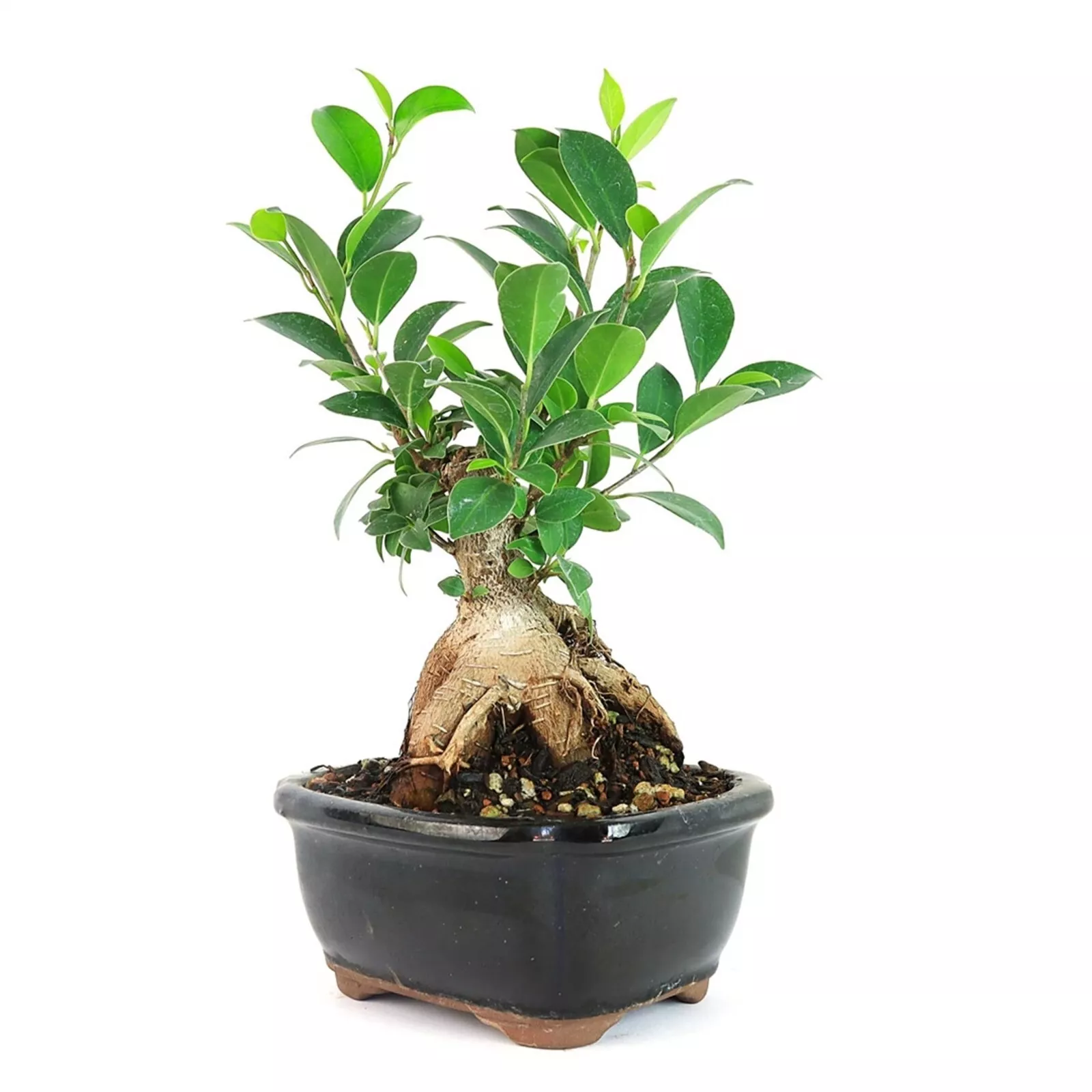 PSStore Ginseng Ficus Bonsai Tree 3 5 Years Old 6&quot; 10&quot; Tall Potted In 5&quot;... - $131.38