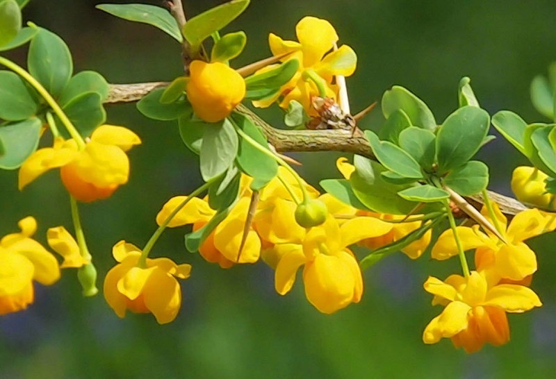MBK Berberis Insignis Barberry 10 Seeds Easy to Grow - $22.50