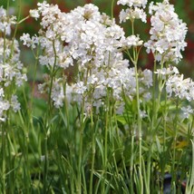 Seeds USA Seller Lychnis Viscaria Alba Snowbird Seeds - $10.38