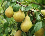 Bartlett Pear Tree Seeds European Williams Green Pears Seed Fast Shipping - £4.65 GBP