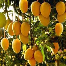 Live Plant Tropical Fruit Tree Yellow Grafted Mango 3’-4’ feet tall - £141.75 GBP
