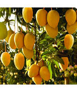 Live Plant Tropical Fruit Tree Yellow Grafted Mango 3’-4’ feet tall - £139.15 GBP