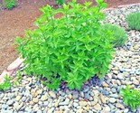 300 Seeds Peppermint Seeds Teas Culinary Medicinal Organic Container Sha... - $8.99