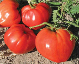 Bulk German Red Strawberry Tomato Seeds - $19.61