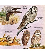 Small Owls Varieties And Types 1966 Color Bird Art Print Nature #2 ADBN1Q - $27.43 CAD