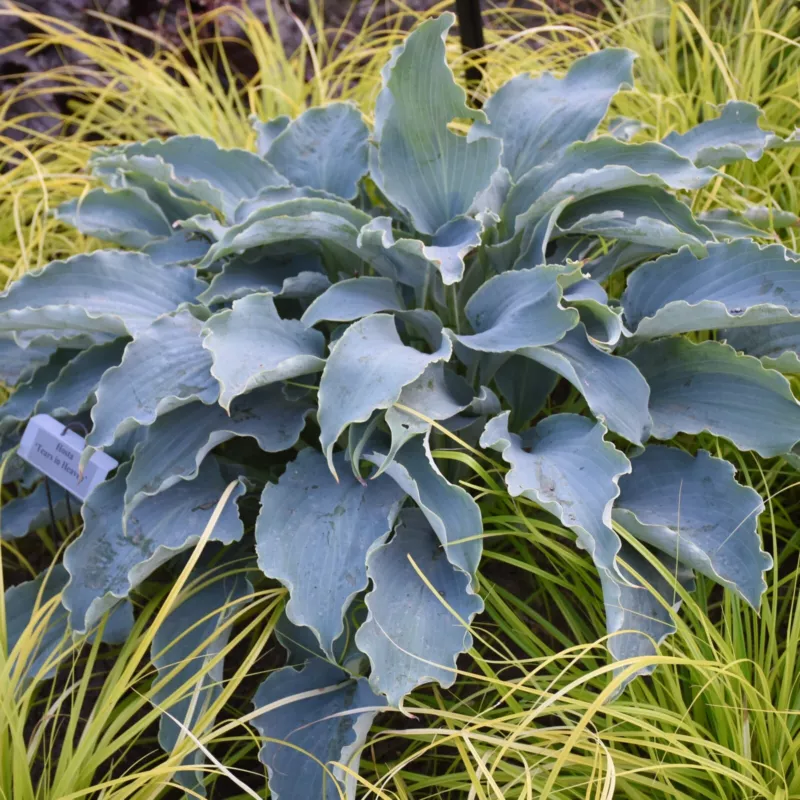 G_S Hosta Tears In Heaven  Rooted 5.25 Inch Pot Blue Weeping - $34.07