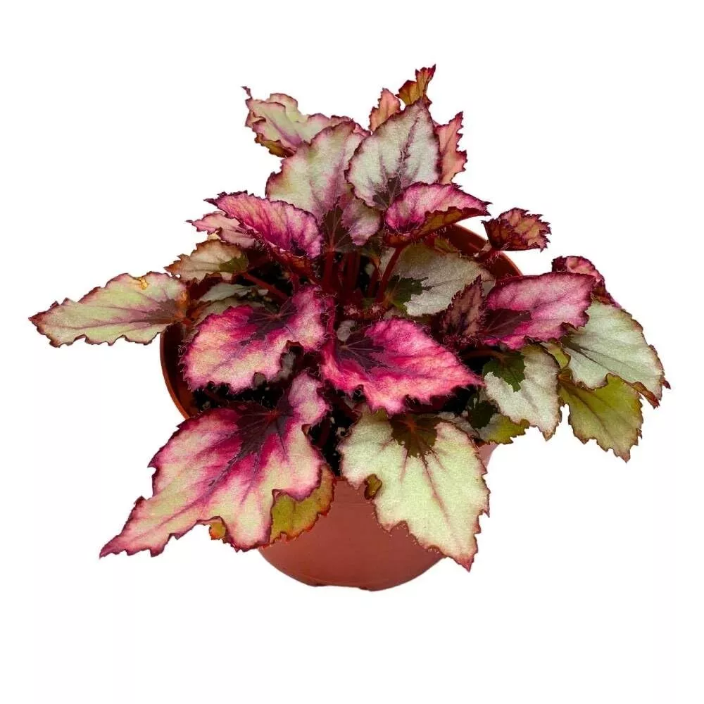 Red Robin II Begonia Rex 6 in Red Robin 2 - £50.07 GBP