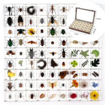 30 Pcs Insect Specimen Bugs in Resin Collection Paperweights with Display Box - £88.97 GBP