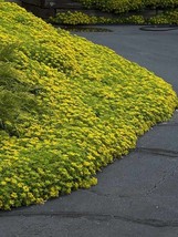 120 Sedum Yellow Ground Cover Aka Stonecrop Succulent Perennial Flower Gardening - $12.93