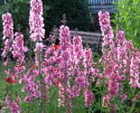 Sale 50 Seeds Pink Checkermallow Sidalcea Hendersonii Henderson&#39;S Checke... - £7.76 GBP