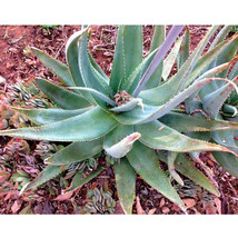 10 seeds Aloe globuligemma Succulents Garden Plants - £22.36 GBP