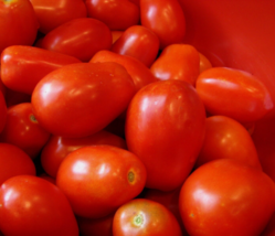 Easy To Grow Seed - 50 Seeds Roma Italian Tomato - £3.16 GBP