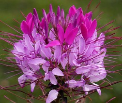 100 Violet Lilac Spider Seeds Clome Spinosa Perennial Flower Fresh Garde... - $8.98