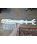 W3-q) 24&quot; Paddlefish skeleton head bill Polyodon spathula spoonbill padd... - €381,25 EUR