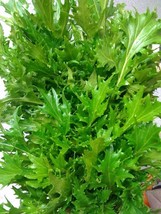 THJAR Mizuna Mustard 100 Seeds Heirloom Bulk Wholesale Asian Vigorous gr... - $49.54 MXN