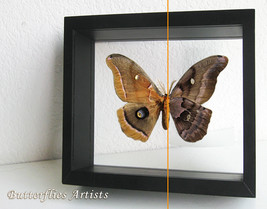 Real Silk Moth Antherea Polyphemus Entomology Collectible Double Glass D... - $98.99