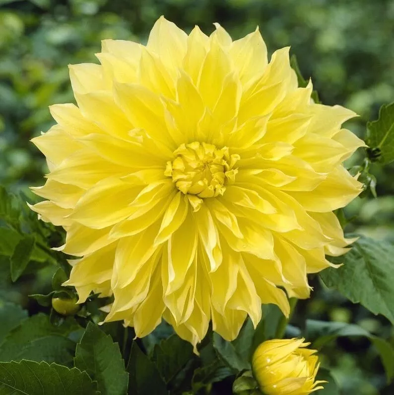 1 - Dinner Plate Dahlia KELVIN FLOODLIGHT Flower Bulb Tuber Clump 10&quot; BL... - $44.91 CAD
