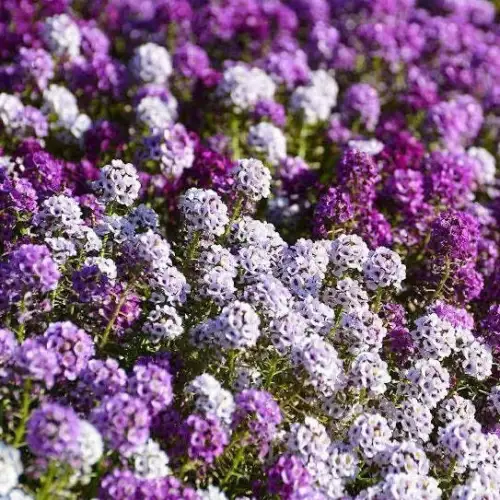 SGH 25 Seeds Magic Circle Mix Alyssum Flowers Plants Garden Planting USA Seller - £7.90 GBP