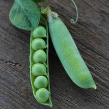 Ship From Us Thomas Laxton Pea Seeds - 2 Lb Seeds - Heirloom, NON-GMO, TM11 - $82.56