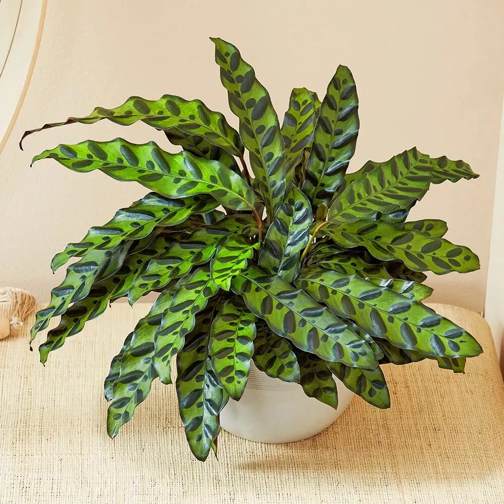 Rattlesnake Calathea Seeds For Garden Planting 24 Seeds USA Seller - £8.43 GBP