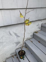 Ginkgo #14, exact plant, 3 years old. Shipped with roots wrapped. No soil - $48.00