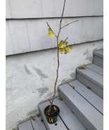 Ginkgo #14, exact plant, 3 years old. Shipped with roots wrapped. No soil - $65.64 CAD