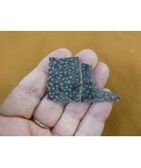 (s822-7) Rare PRICKLY Shark skin hide leather educational denticles love... - $446.29 MXN